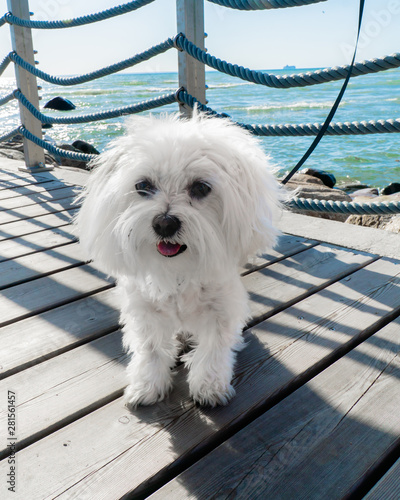 Maltese 