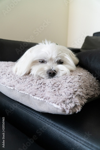 Maltese 