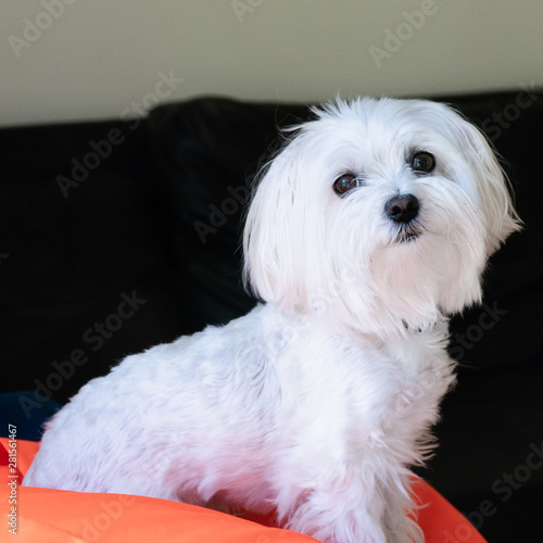 Maltese 