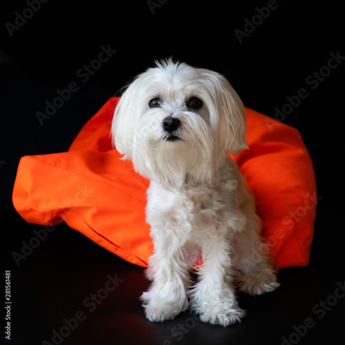 Maltese 