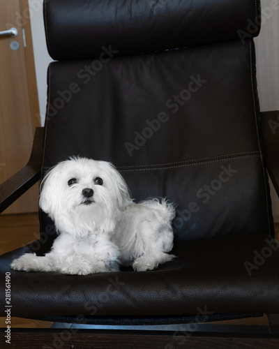 Maltese 