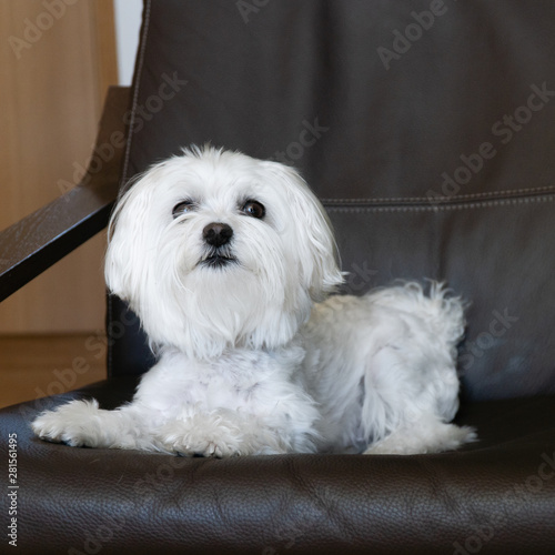 Maltese 