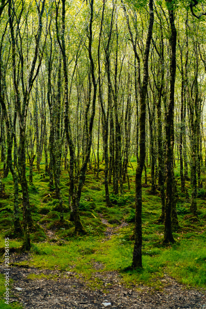 footpath in the forest