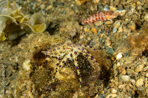 Greater blue-ringed octopus, Hapalochlaena lunulata is one of four species of highly venomous blue-ringed octopuses belonging to the family Octopodidae