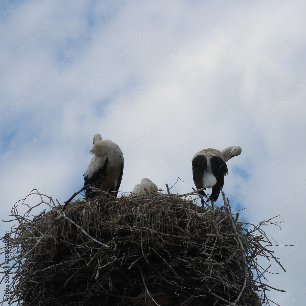 birds, storks in nest in open nature with their young birds, storks in nest in open nature with their young