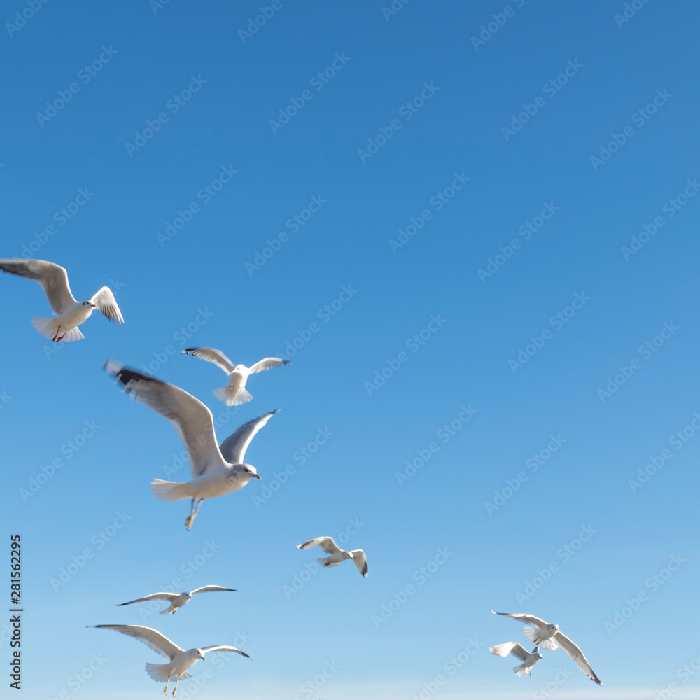 A flock of seagulls flying together in the sky A flock of seagulls flying together in the sky