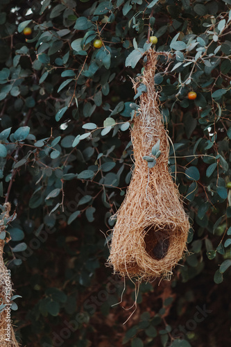 Closeup shot of the Baya Weaver bird`s nest in the trees photo