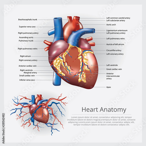 Human Heart Anatomy Vector Illustration