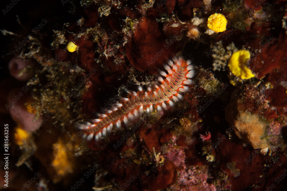 The bearded fireworm (Hermodice carunculata) is a type of marine bristleworm belonging to the Amphinomidae family, native to the tropical Atlantic Ocean and the Mediterranean Sea.