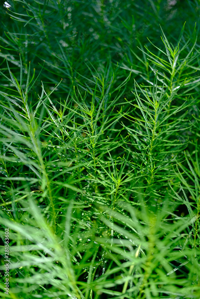 Bright green plants in nature Bright green plants in nature