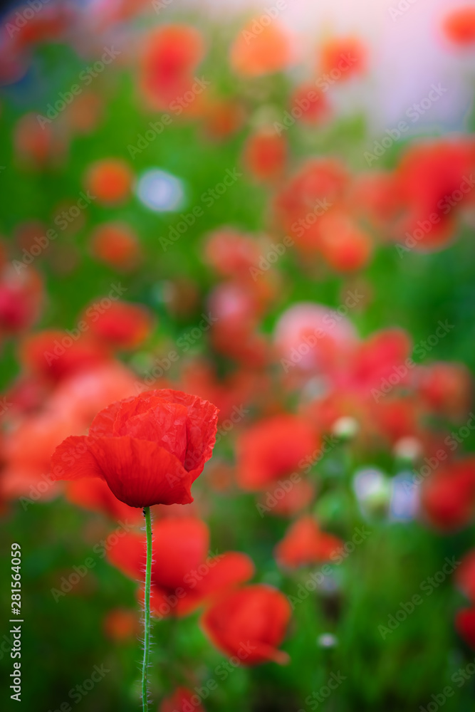 Fototapeta premium Red poppy flower against the rays of sun