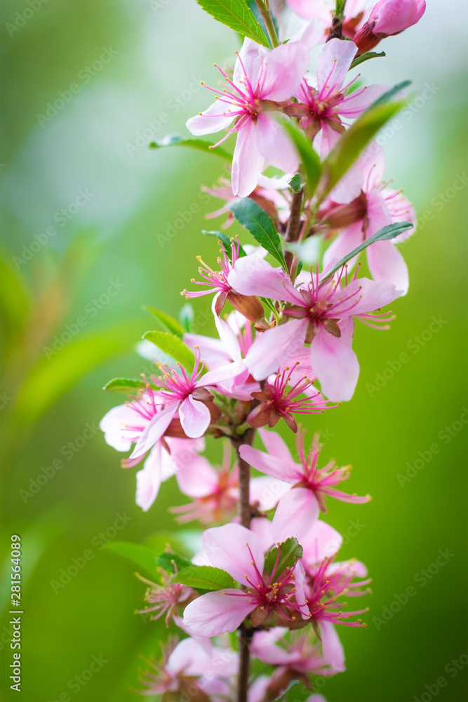 Fototapeta premium Flowering pink almonds