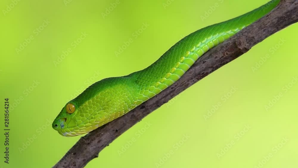 The White-lipped Pit Viper is a venomous pit viper endemic to Southeast Asia and is often found during the night waiting on a branch or limb of a tree near a body of water with plenty of food items. The White-lipped Pit Viper is a venomous pit viper endemic to Southeast Asia and is often found during the night waiting on a branch or limb of a tree near a body of water with plenty of food items.
