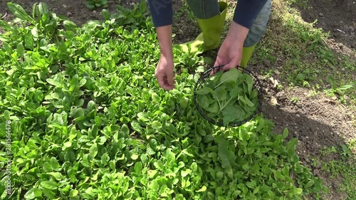 Picking spinach in small organic farm. Home vegetable garden