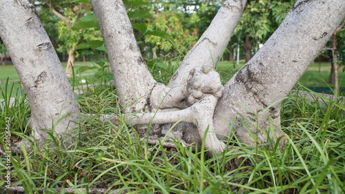 A kind of tree with strange branches