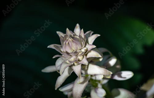 Große Funkie Herzblattlilie Blüte photo