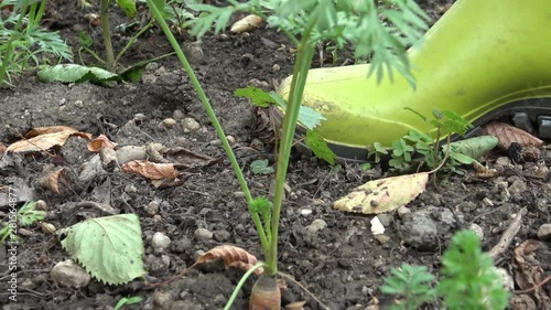 Picking carrots in small organic farm. Home vegetable garden