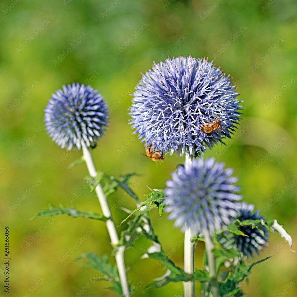 Blühende Kugeldistel, Echinops Blühende Kugeldistel, Echinops