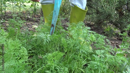 Picking carrots in small organic farm. Home vegetable garden