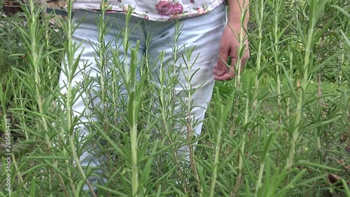 Picking rosemary in small organic farm. Home vegetable garden