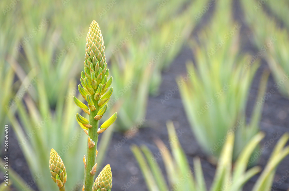 Φωτογραφία One Aloe Vera Flower in a Plantation in Fuerteventura