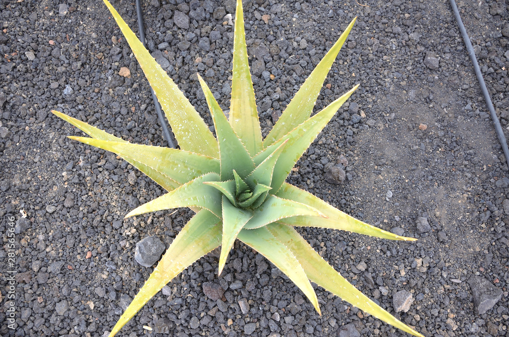 Φωτογραφία Aloe Vera Plant from Above on a Volcanic Field in Fuerteventura, Canary Islands