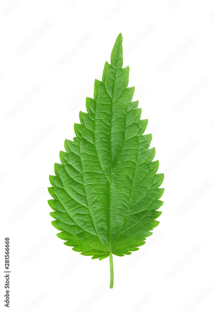 Fresh green nettle leaf isolated on white background Fresh green nettle leaf isolated on white background