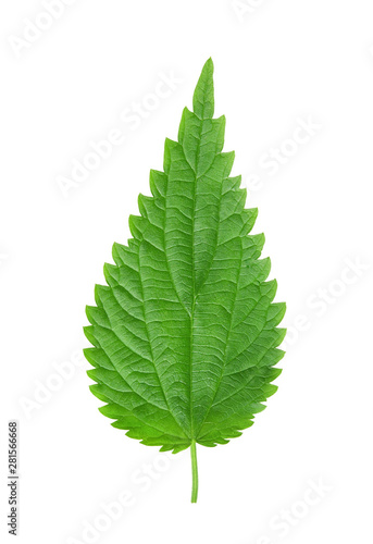 Fresh green nettle leaf isolated on white background