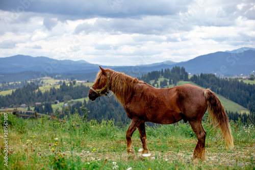 beautiful brown horse in filed mountains on background