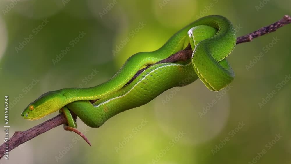 The White-lipped Pit Viper is a venomous pit viper endemic to Southeast Asia and is often found during the night waiting on a branch or limb of a tree near a body of water with plenty of food items. The White-lipped Pit Viper is a venomous pit viper endemic to Southeast Asia and is often found during the night waiting on a branch or limb of a tree near a body of water with plenty of food items.