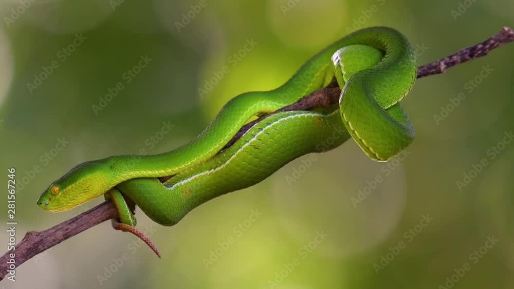 The White-lipped Pit Viper is a venomous pit viper endemic to Southeast Asia and is often found during the night waiting on a branch or limb of a tree near a body of water with plenty of food items. The White-lipped Pit Viper is a venomous pit viper endemic to Southeast Asia and is often found during the night waiting on a branch or limb of a tree near a body of water with plenty of food items.