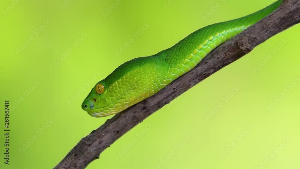 The White-lipped Pit Viper is a venomous pit viper endemic to Southeast Asia and is often found during the night waiting on a branch or limb of a tree near a body of water with plenty of food items. The White-lipped Pit Viper is a venomous pit viper endemic to Southeast Asia and is often found during the night waiting on a branch or limb of a tree near a body of water with plenty of food items.
