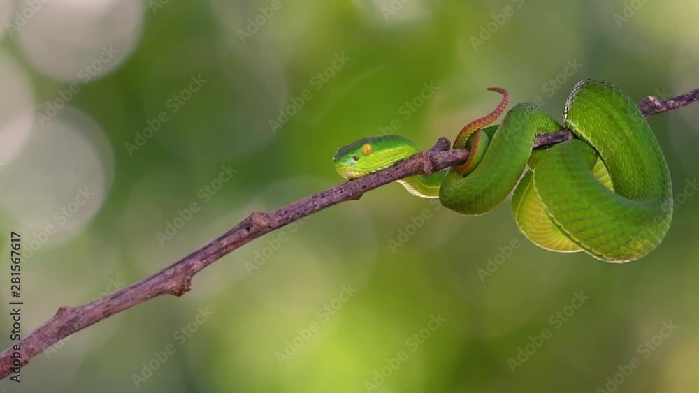 The White-lipped Pit Viper is a venomous pit viper endemic to Southeast Asia and is often found during the night waiting on a branch or limb of a tree near a body of water with plenty of food items. The White-lipped Pit Viper is a venomous pit viper endemic to Southeast Asia and is often found during the night waiting on a branch or limb of a tree near a body of water with plenty of food items.