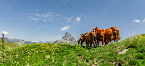 Pferde in den  Pyrenäen im Sommer Nationalpark