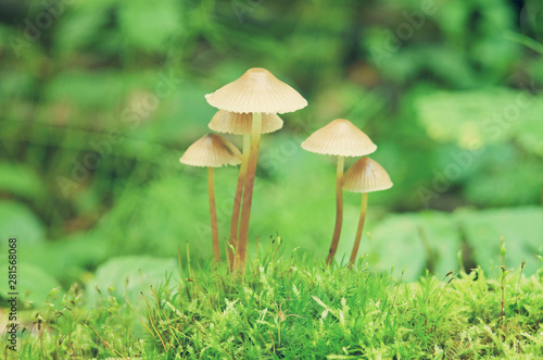 Bunch of forest fungi grows over moss