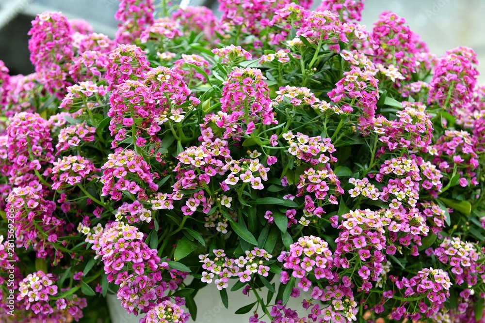 Small pink flowers in a white pot