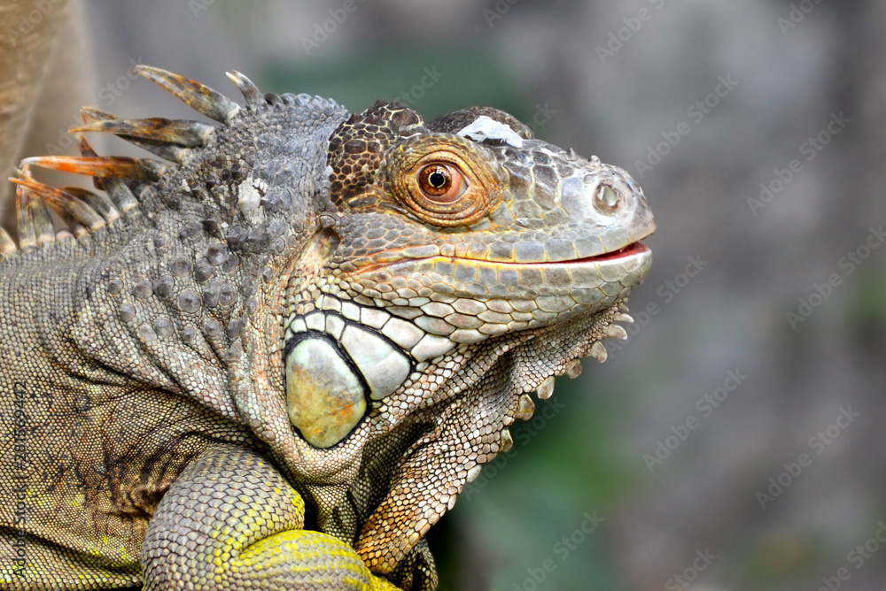 Close up of head of gray and brown colored beautiful Iguana Leguan lizard Close up of head of gray and brown colored beautiful Iguana Leguan lizard
