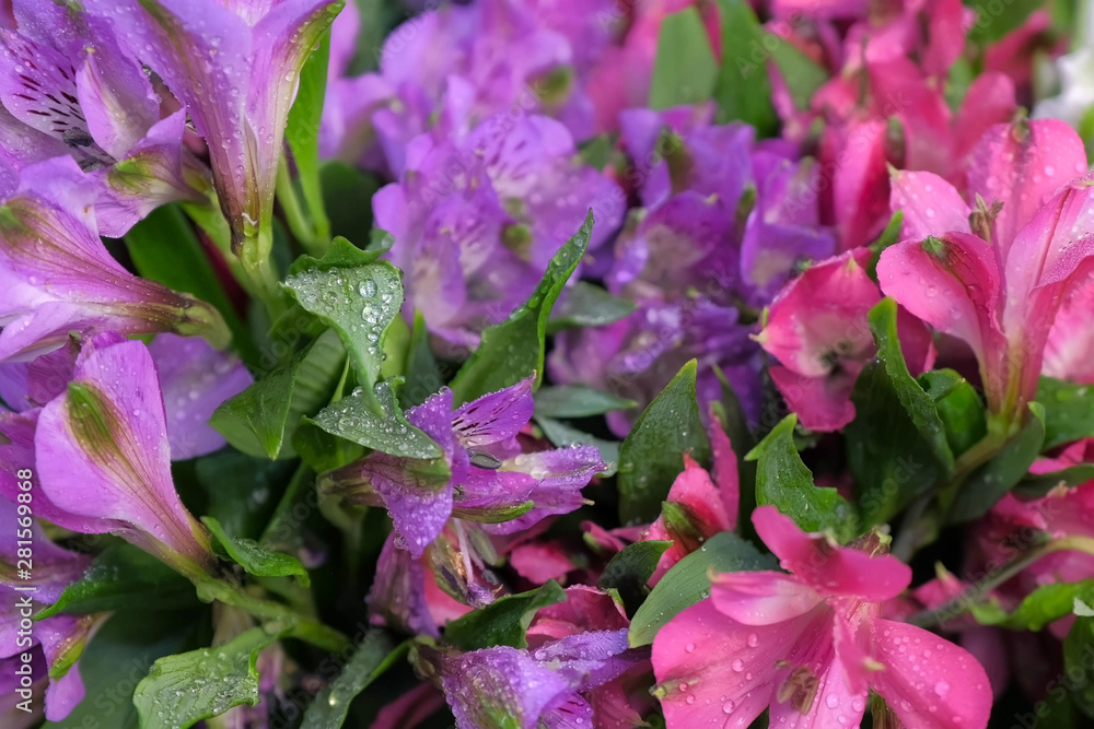 Floral business concept. Moisturizing fresh alstroemeria for long-term storage in floristic studio store. Pink, white, purple azalea flowers with water drops, sale in flower shop closeup view.