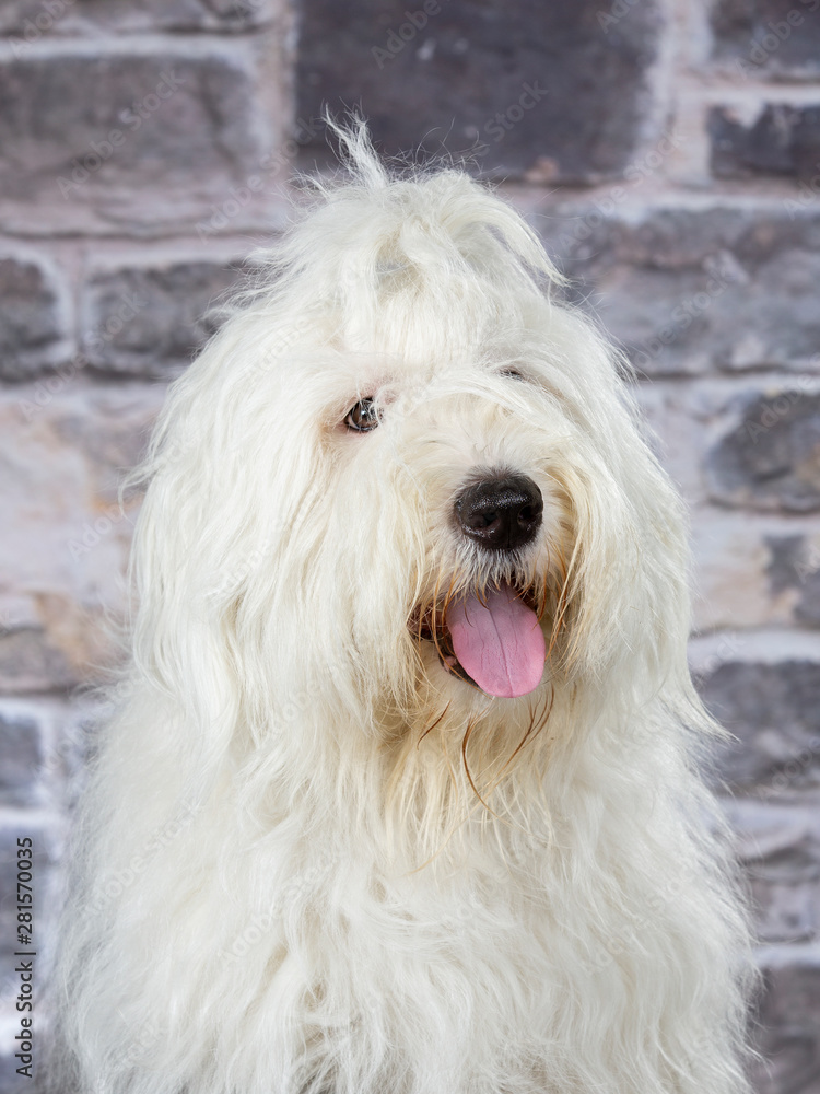 Old English Sheepdog portrait. Image taken in a studio with grey stone wall background. Old English Sheepdog portrait. Image taken in a studio with grey stone wall background.