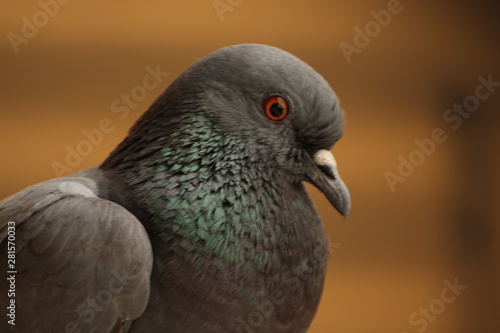 Pigeon closeup