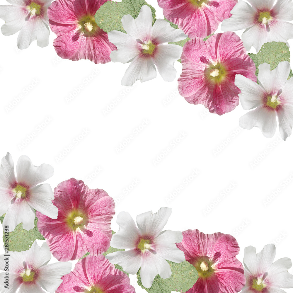 Beautiful floral background of white and pink mallow. Isolated