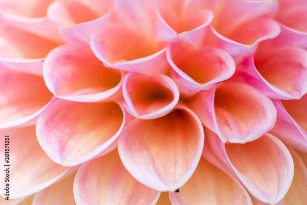 Bezauberndes detailliertes Makro einer Ball-Dahlie mit schönem Farbverlauf verschiedener Farben und vielen Blütenblättern und Blütenkelchen als Geschenk zum Muttertag direkt aus dem Gartencenter Bezauberndes detailliertes Makro einer Ball-Dahlie mit schönem Farbverlauf verschiedener Farben und vielen Blütenblättern und Blütenkelchen als Geschenk zum Muttertag direkt aus dem Gartencenter