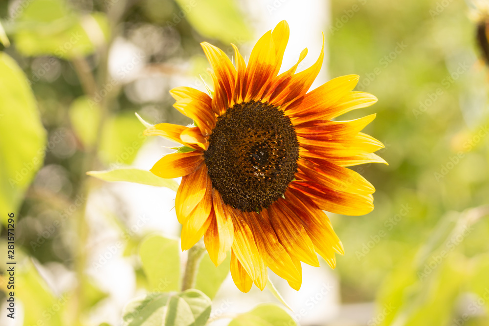 Obraz premium sunflower in field