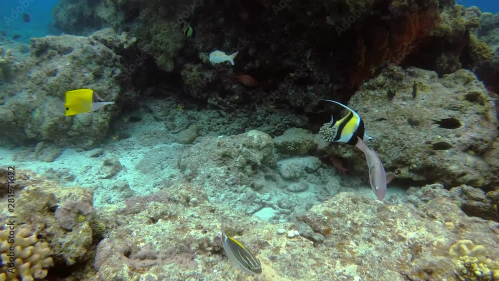 Different species of tropical fish swimming together near underwater coral reef rock formation. Different species of tropical fish swimming together near underwater coral reef rock formation.