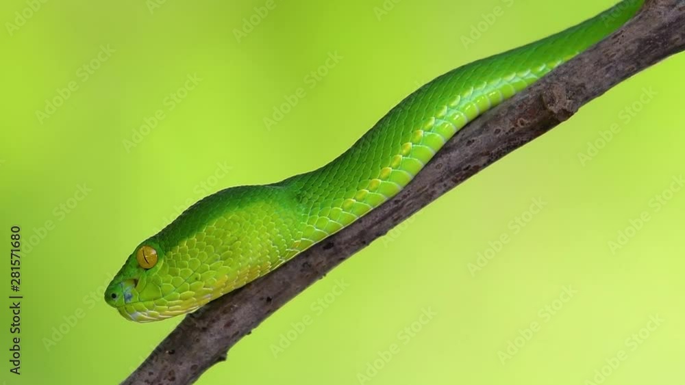 The White-lipped Pit Viper is a venomous pit viper endemic to Southeast Asia and is often found during the night waiting on a branch or limb of a tree near a body of water with plenty of food items. The White-lipped Pit Viper is a venomous pit viper endemic to Southeast Asia and is often found during the night waiting on a branch or limb of a tree near a body of water with plenty of food items.
