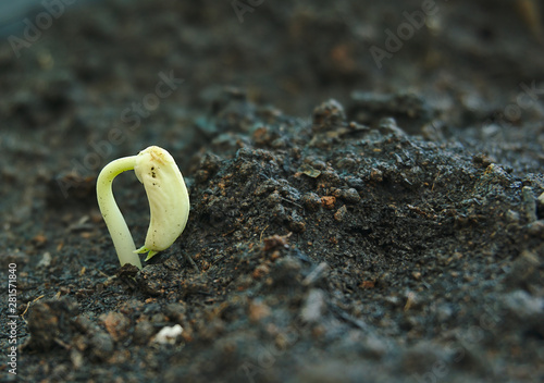 Organic green yard long bean or asparagus bean seedling grow up from rich nutrient fertilizers mixed black soil in big plastic pot