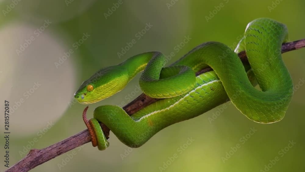 The White-lipped Pit Viper is a venomous pit viper endemic to Southeast Asia and is often found during the night waiting on a branch or limb of a tree near a body of water with plenty of food items. The White-lipped Pit Viper is a venomous pit viper endemic to Southeast Asia and is often found during the night waiting on a branch or limb of a tree near a body of water with plenty of food items.