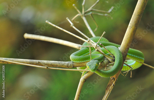 Closeup portrait photo of green pit viper snake holding vine tree branches waving along the wind waiting for its prey with blurred forest background