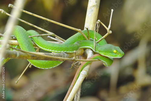 Green pit viper snake holding vine tree branches waving along the wind waiting for its prey with blurred forest background
