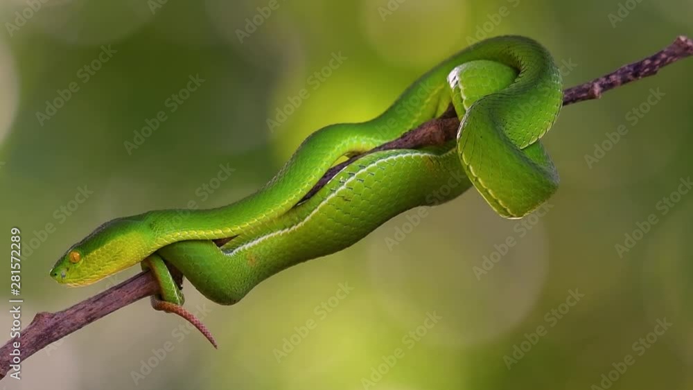 The White-lipped Pit Viper is a venomous pit viper endemic to Southeast Asia and is often found during the night waiting on a branch or limb of a tree near a body of water with plenty of food items. The White-lipped Pit Viper is a venomous pit viper endemic to Southeast Asia and is often found during the night waiting on a branch or limb of a tree near a body of water with plenty of food items.